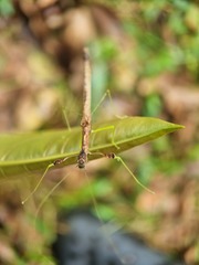 Lobonecroscia subflava