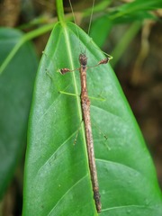 Lobonecroscia subflava