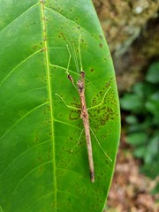 Lobonecroscia subflava