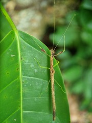 Lobonecroscia subflava