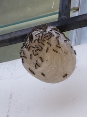 Polybia occidentalis