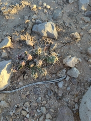 Grusonia