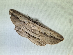 Euphronarcha luxaria