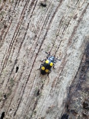 Episcapha xanthopustulata