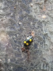 Episcapha xanthopustulata