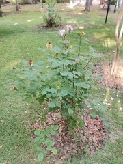 Rosa