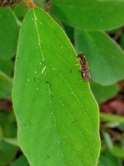 Toxomerus floralis