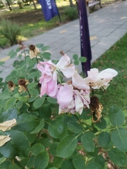 Rosa