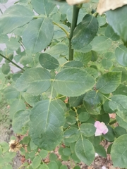 Rosa