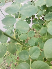 Rosa