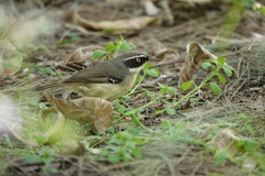 Sericornis frontalis laevigaster