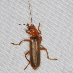 Cantharis rufa