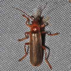 Cantharis rufa