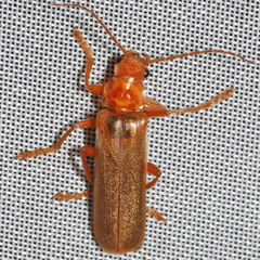 Cantharis rufa