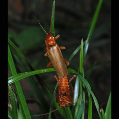 Cantharis rufa