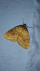 Operophtera brumata