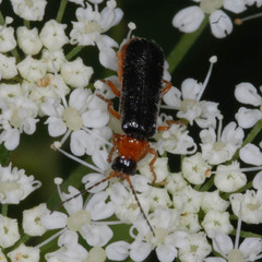 Cantharis flavilabris