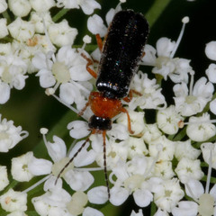Cantharis flavilabris