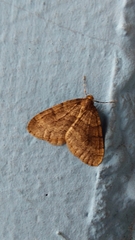 Operophtera brumata