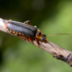 Cantharis nigricans