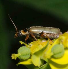 Metacantharis clypeata