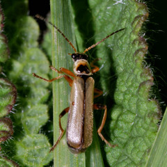 Metacantharis clypeata