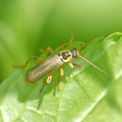Cantharis nigricans
