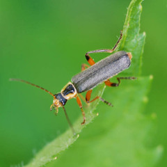Cantharis nigricans