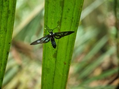 Caeneressa marcescoides