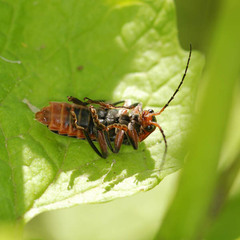 Cantharis nigricans