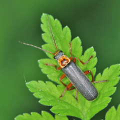Cantharis nigricans