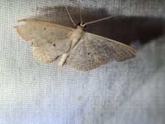 Scopula optivata