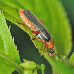 Cantharis nigricans