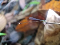 Amphicnemis gracilis