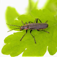 Cantharis obscura