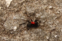 Phyxelididae