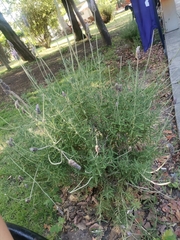 Lavandula