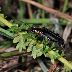 Cantharis obscura