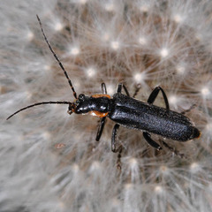 Cantharis obscura