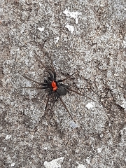 Phyxelididae