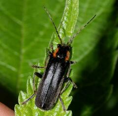 Cantharis obscura