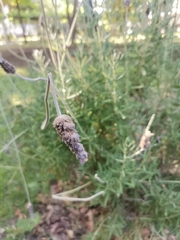 Lavandula