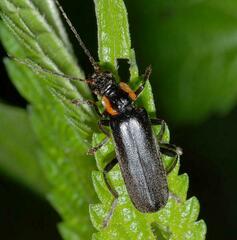 Cantharis obscura