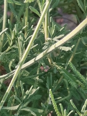 Lavandula
