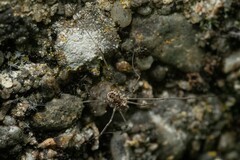 Phalangium opilio