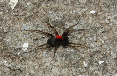 Phyxelididae