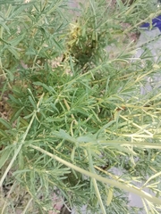 Lavandula