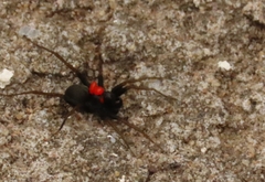 Phyxelididae