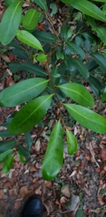 Diospyros australis