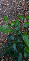 Diospyros australis
